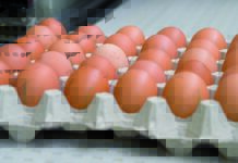 Dynamics and patterns of the egg industry in the Emerging Market Countries between 2007 and 2017