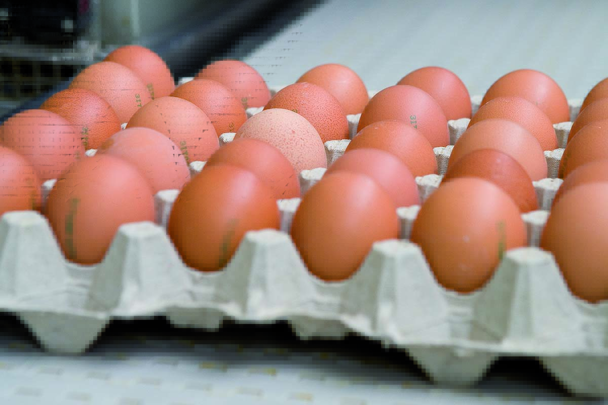 Dynamics and patterns of the egg industry in the Emerging Market Countries between 2007 and 2017