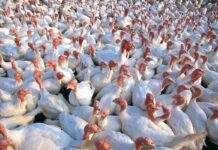 Graded levels of stocking density for turkey toms raised to 16 weeks of age