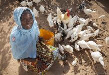 DNA research could aid small-scale poultry farms