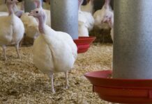 Targeted approaches to achieving good litter quality