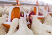 Natural antioxidants in poultry production