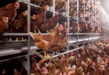 Reaching the genetic potential