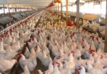 Prevalence of antimicrobial resistant campylobacter spp. and their resistance genes in chickens in two districts of Bangladesh