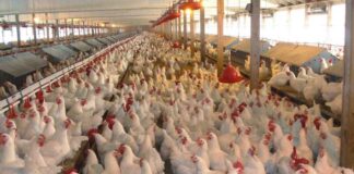 Prevalence of antimicrobial resistant campylobacter spp. and their resistance genes in chickens in two districts of Bangladesh