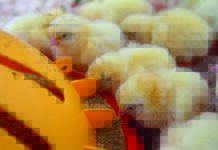 Effects of yeast and its derivatives on meat yield