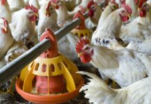 Impact of dietary soluble non-starch polysaccharide levels on the gastrointestinal environment of young broilers