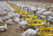 Roxell is expanding the range of MiniMax™ feeder pans