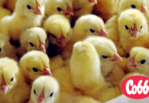 The future is looking bright – Internship program advances Cobb efforts to support the next generation.