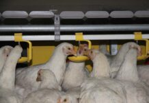 Prevent contaminated water with automated drinking systems