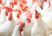 Chelated copper compared to antibiotics effect on gut health in broilers