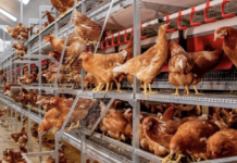 VDL takes over Jansen Poultry Equipment