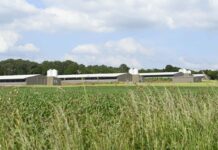 Avian Influenza: EU on alert for new outbreaks