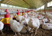 EW Nutrition acquires BIOSTABIL product line from dsm-firmenich