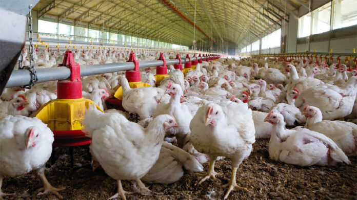 Costs and Implications of the European Chicken Commitment in the EU