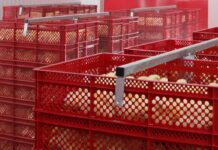 Getting to the bottom of sex-related first week mortality in the hatchery