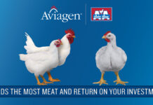 Aviagen Arbor Acres team holds webinars for Algerian customers