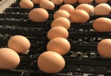 Best practice in egg production