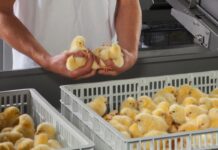 How to assess chick quality