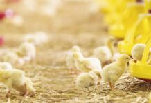 LEAP launches guidelines on the environmental performance of feed additives