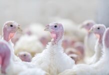 A correct lighting is essential in poultry houses