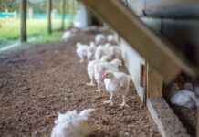 Economics of broiler production systems in the Netherlands