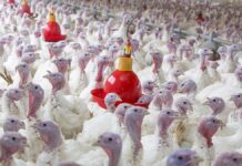 CFAP 2 includes turkey in pandemic assistance funding