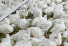 Overcoming challenges of antibiotic-free production