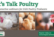 Let’s Talk Poultry Webinar Series