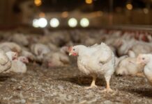Natural antioxidants and vitagene concept in poultry production – Second part