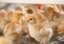 The importance of monitoring chicks water usage
