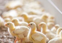 EU allocates €14 million to support Polish poultry farmers after avian flu losses