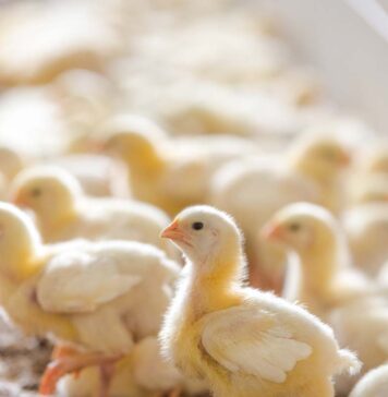 Poland remains Europe’s HPAI hotspot with 102 poultry outbreaks in spring 2026