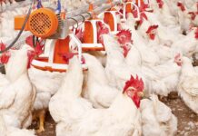 Broiler breeders are calmer when fed twice a day