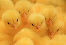 Remote consulting under corona