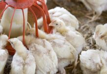 In-ovo corticosterone alters body composition in 35 day old chi-cken meat birds