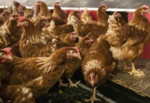 Calcium nutrition, bone metabolism, and eggshell quality in longer-persisting layers