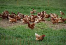 Drought impacts on plant ground cover on a free range egg farm