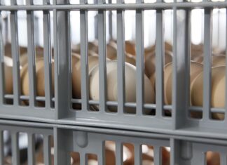 Cleanliness of hatching eggs: biosecurity and hatchery management implications