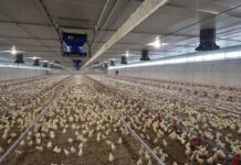 Oxygen rich air to the birds from day one!