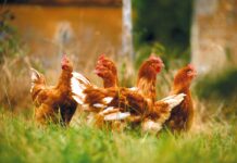 The EU rural poultry sector contributes to sustainable and resilient food system