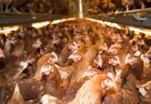 Infectious Coryza in vaccinated layers: are vaccines failing to protect?