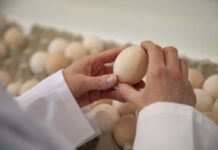 Variation in individual egg weight loss