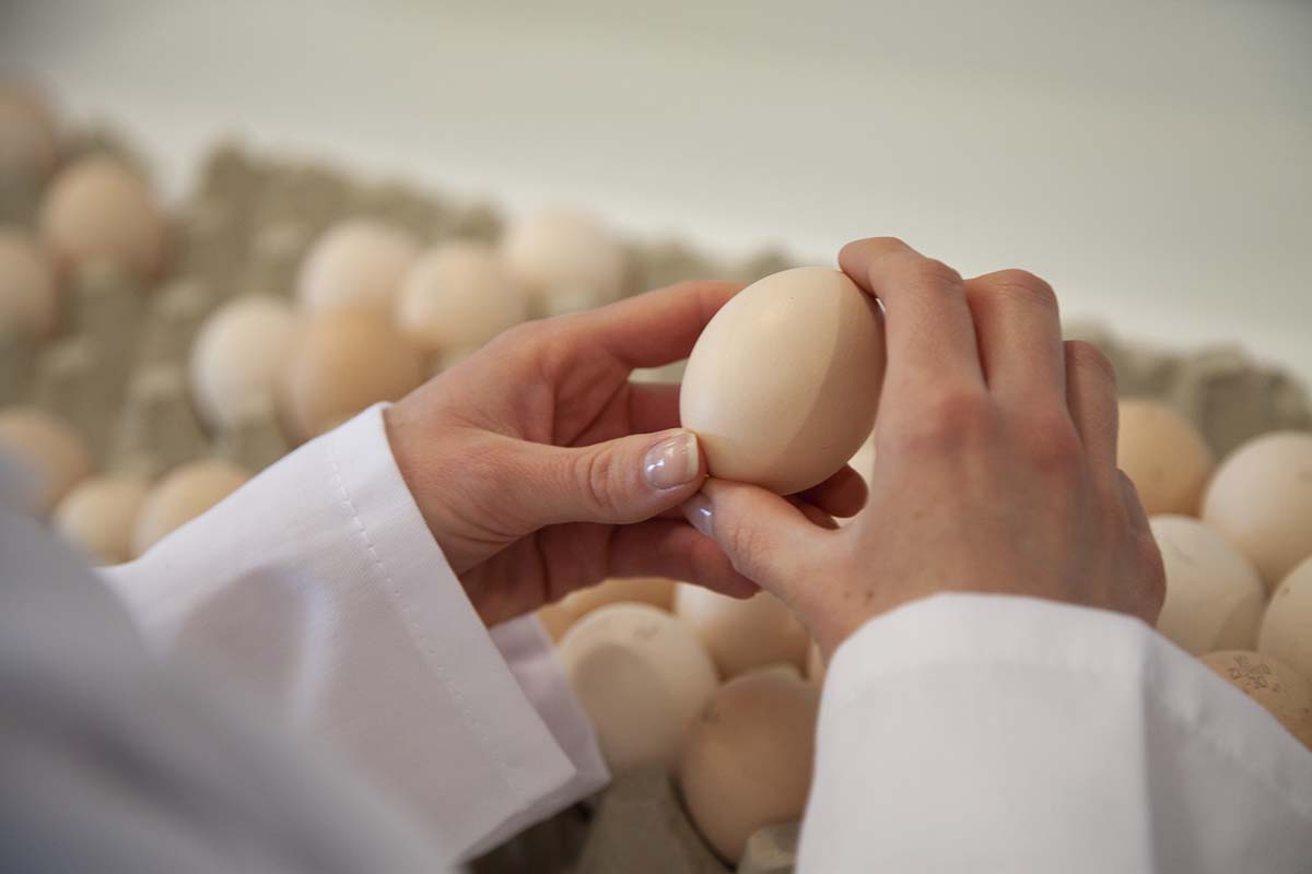 Variation in individual egg weight loss