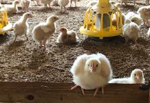 Slower growing chickens experience higher welfare