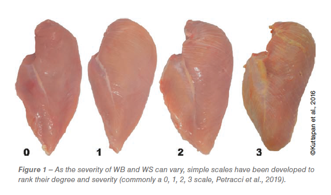 Understanding The Woody Breast Syndrome And Other Myopathies In Modern Broiler Chickens Zootecnica International