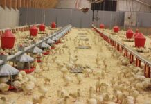 First week management of turkey poults