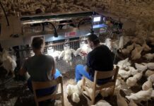 Boost breeder performance through automated grading and vaccination