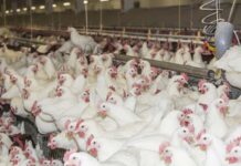 Protein nutrition of breeders to improve production, hatchability and offspring performance – First Part