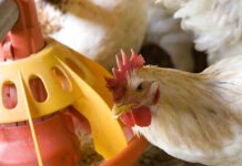 Antioxidants in poultry nutrition and reproduction. An update